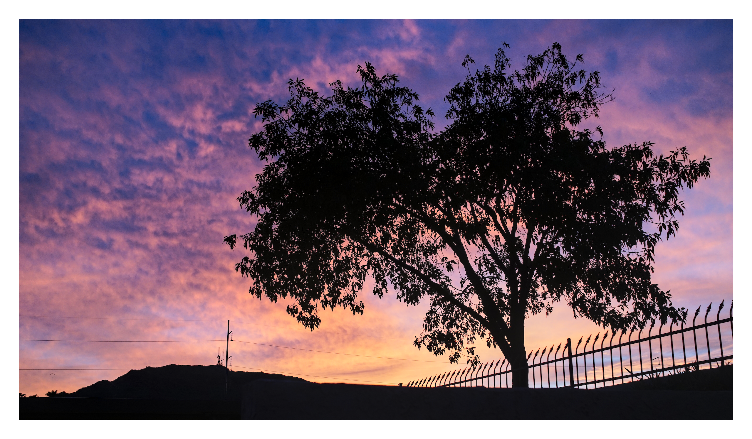 A tree silhouetted against a colourful sky